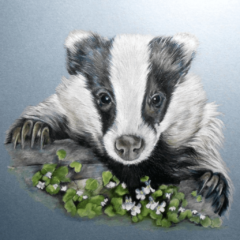 "MR BADGER" - 8" x 8" - Coloured Pencils on Daler Board