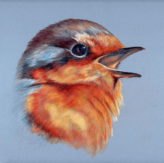"ROBIN IN SONG" - 8" x 8" - Coloured Pencils on Daler Board